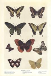 Butterflies Butterflies