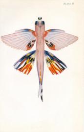 Butterfly Fish Butterfly Fish