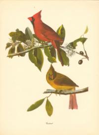 Cardinal Cardinal