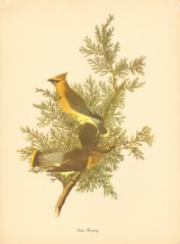Cedar Waxwing Cedar Waxwing