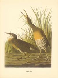 Clapper Rail Clapper Rail
