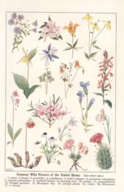 Common wild flowers of the US Common wild flowers of the US