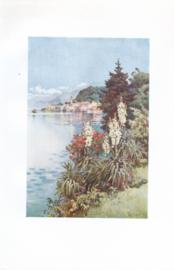 A Group of Yucca - Villa Melzi - Lago di Como A Group of Yucca - Villa Melzi - Lago di Como