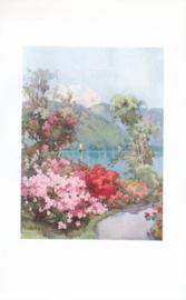 Azaleas - Lago di Como Azaleas - Lago di Como