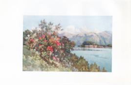 Roses - Villa Carlotta - Lago di Como