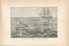 A Montrous Sea-Serpent As Described By Sailors