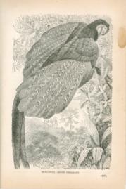 Beautiful Argus Pheasant Beautiful Argus Pheasant