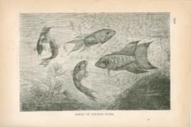 Family Of Paradise Fishes