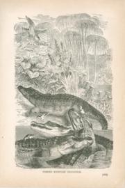 Famous Egyptian Crocodile Famous Egyptian Crocodile