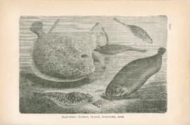 Flat-Fish Turbot Plael-ice Founder Sole Flat-Fish Turbot Plael-ice Founder Sole