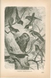 Graceful Hedge-Sparrows Graceful Hedge-Sparrows