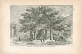 Historic Lime Tree Of The Battle Of Morat