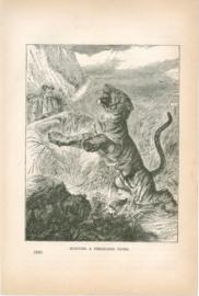 Hunting A Ferocious Tiger Hunting A Ferocious Tiger