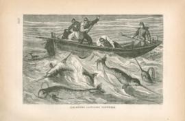 Icelanders Capturing Narwhals
