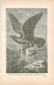 Marie Delex Seized And Carried Away By An Immense Eagle