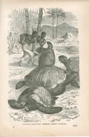 Natives Capturing Immense Green Turtles