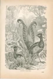 Queenly Lyre-Bird