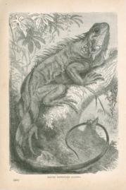 South American Iguana