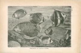 Specimens Of Curious Fishes
