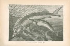 Sturgeons Of The Caspian Sea