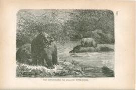 The Hippopotamus Or Gigantic River-Horse