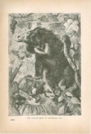 The Jungle Bear Or Southern Asia The Jungle Bear Or Southern Asia