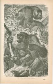 The World-Renowned Gorilla The World-Renowned Gorilla