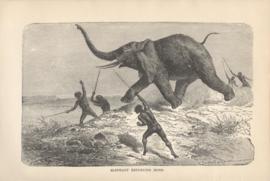 Elephant Returning Home Elephant Returning Home