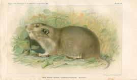 Gray Pocket Gopher Gray Pocket Gopher