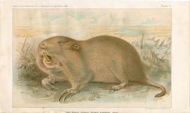 Red Pocket Gopher Red Pocket Gopher
