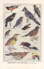 Familiar birds of the US Familiar birds of the US