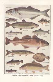 Familiar food and game fishes Familiar food and game fishes