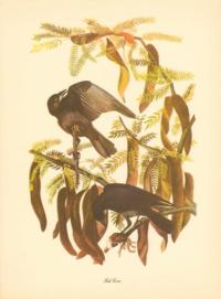 Fish Crow Fish Crow