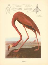Flamingo Flamingo