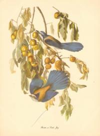 Florida Or Scrub Jay Florida Or Scrub Jay