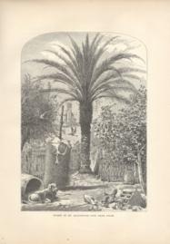 Florida Scene In St Augustine The Date Palm Florida Scene In St Augustine The Date Palm