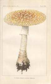 Fly Agaric Mushroom