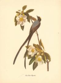 Fork-Tailed Flycatcher Fork-Tailed Flycatcher