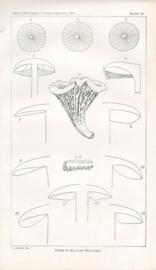 Forms of Gill-like Processes Forms of Gill-like Processes