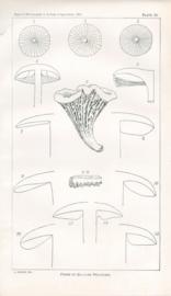 Forms of Gill-like Processes