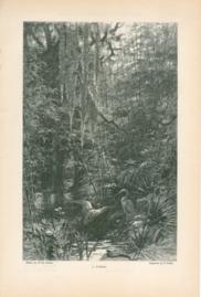 A Jungle A Jungle