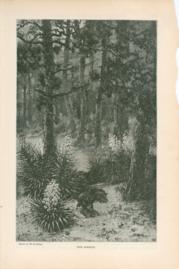Pine Barrens Pine Barrens