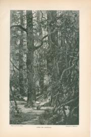 Under The Magnolias Under The Magnolias