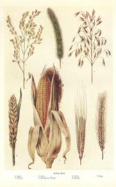 Grains Grains