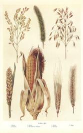 Grains