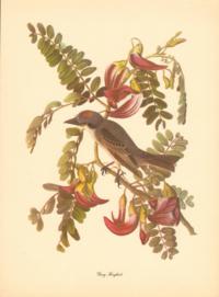 Gray Kingbird Gray Kingbird