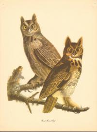 Great Horned Owl Great Horned Owl
