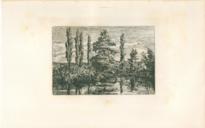 Poplars Poplars