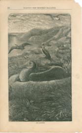 The Albatoros
