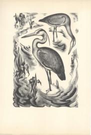 Herons Herons